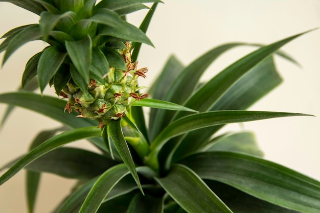 A planta de abacaxi ananas comosus cresce no vaso.