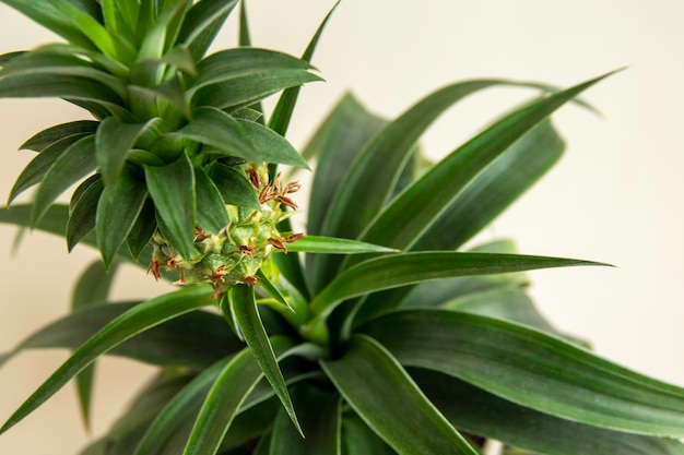 A planta de abacaxi Ananas comosus cresce no vaso.