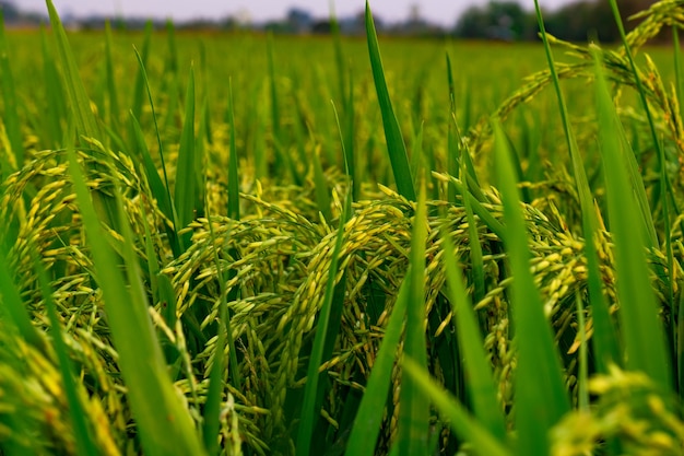 A planta de arroz dos fazendeiros deixada na província de Phichit