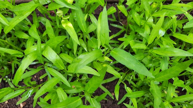 A planta de couve tem apenas 10 dias