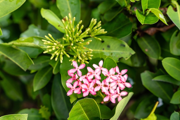 A planta de flor Soka ou Ixora chinensis vermelha, comumente conhecida como pétala de flores chinesa ixora