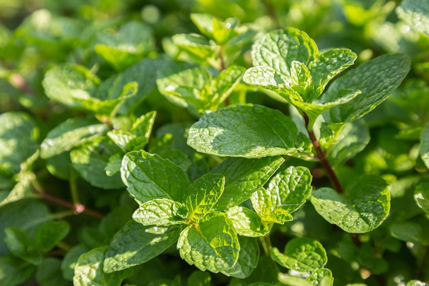 A planta de folhas de hortelã cresce em uma horta orgânica