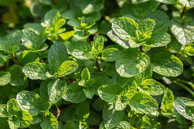 A planta de folhas de hortelã cresce em uma horta orgânica