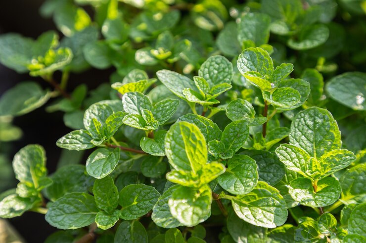 A planta de folhas de hortelã cresce em uma horta orgânica
