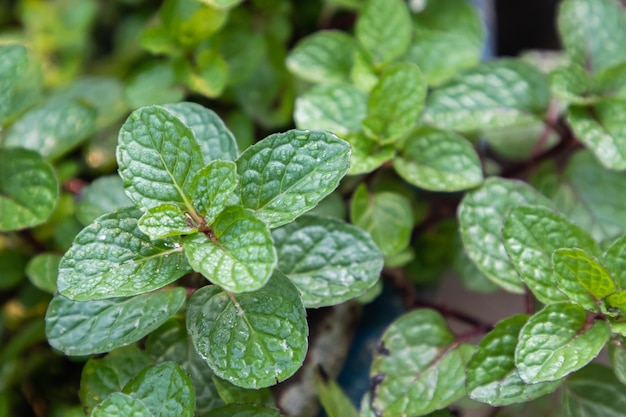 A planta de folhas de hortelã cresce em uma horta orgânica