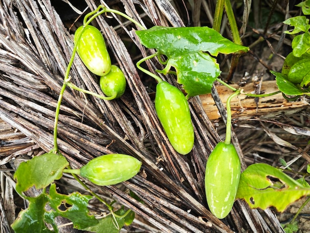 A planta de frutos da abóbora rastejante trepando em torno dos arbustos selvagens