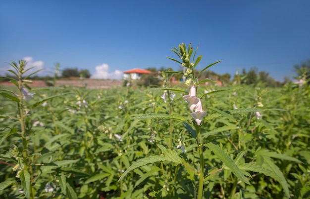 A planta de gergelim verde floresce no campo e brota