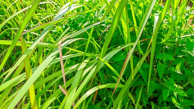 A planta de grama selvagem de alang-alang verde na Indonésia ou Imperata cylindrica