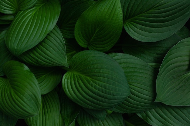 A planta de hosta verde fresca deixa o fundo Superfície da natureza botânica Papel de parede ou cartaz com verde