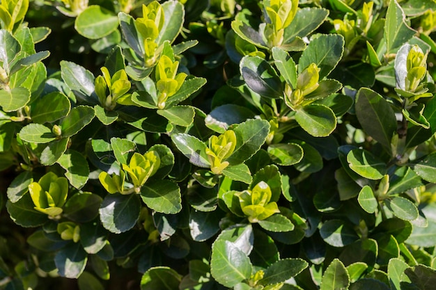 A planta de jardim perene euonymus japonica deixa o fundo verde natural