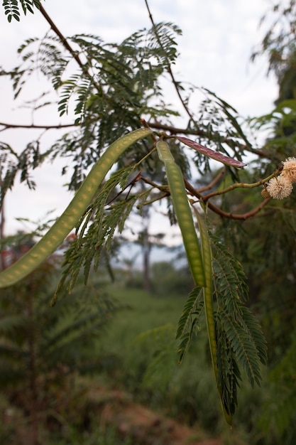 Foto a planta de lamtoro leucaena leucocephala que produziu frutos verdes tem um fundo natural