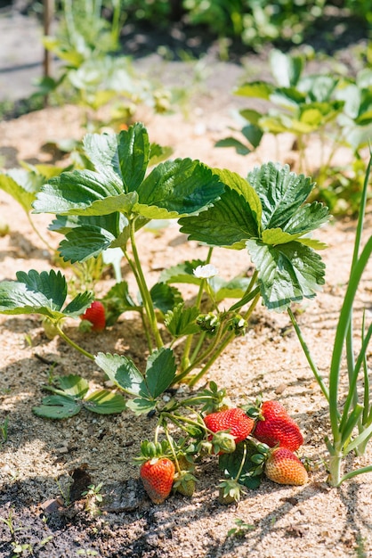 A planta de morango cresce e amadurece em uma cama orgânica no verão ou na primavera
