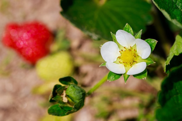 A planta de morango no jardim tem flores brancas