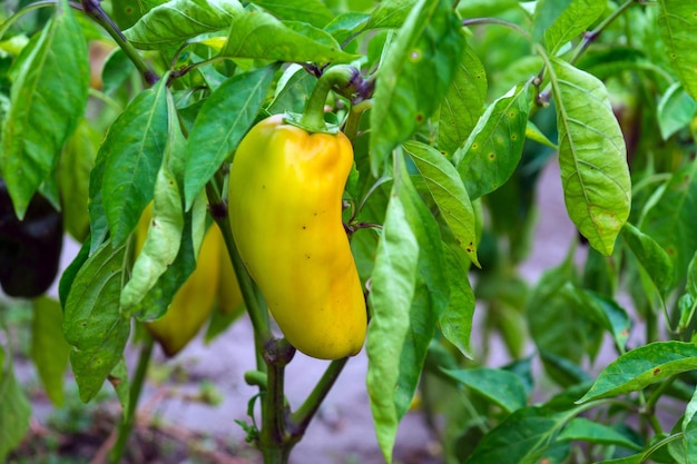 A planta de pimenta amadurece no jardim. Doenças bacterianas ou pragas de hortaliças.