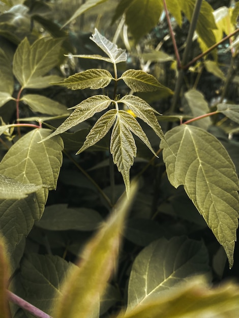 A planta deixa o foco seletivo da foto vertical do fundo