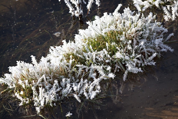 Foto a planta está coberta de flocos de neve grossos. a névoa congelada nos galhos.
