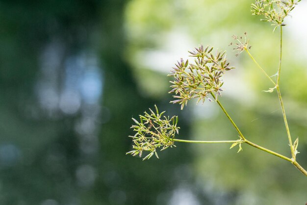 A planta florescente abstrata selvagem em um plano de fundo indistinto