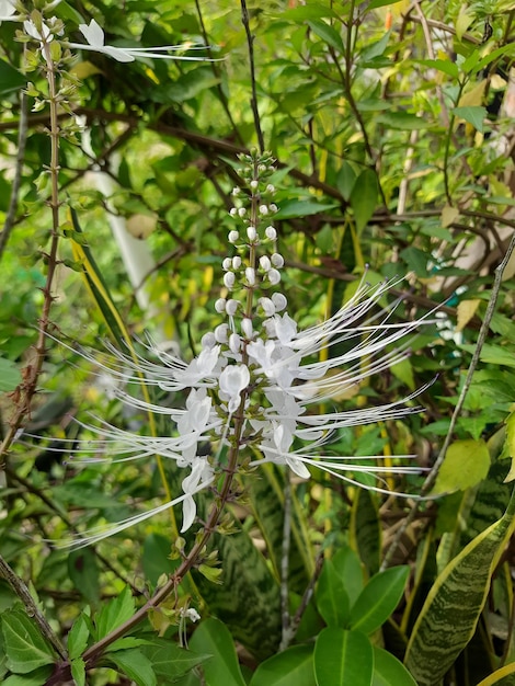 A planta herbácea bigodes de gato ou seu nome científico Orthosiphon aristatus