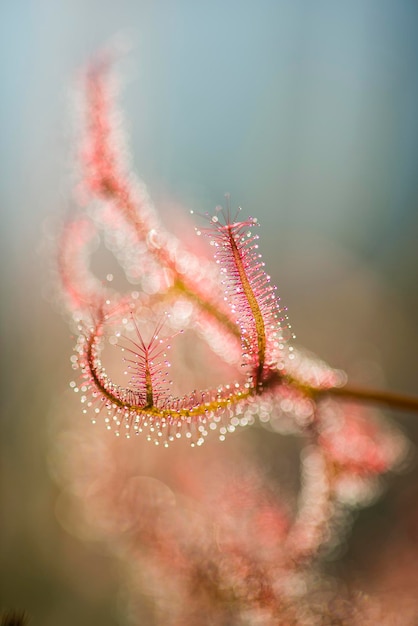 A planta insetívora Drosera sundew