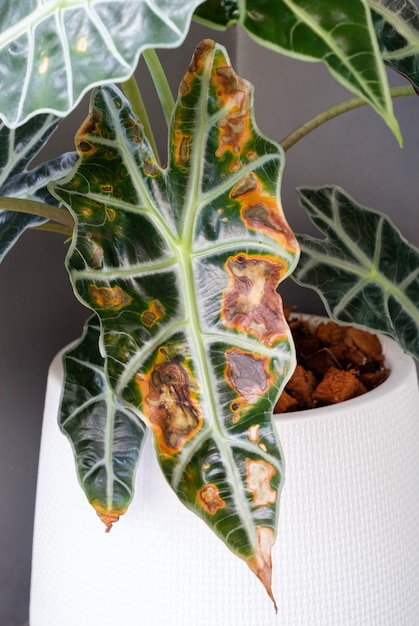 A planta kris (Touro Alocasia Sanderiana) é uma doença de podridão mole, as folhas estão secas e rachadas, vista da fonte para o espaço da cópia.
