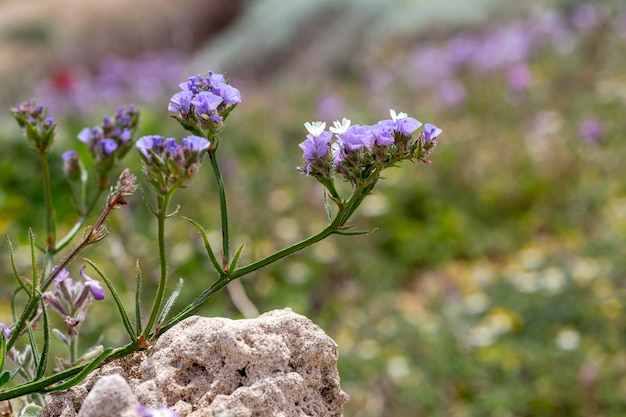 A planta Limonium sinuatum cresce de perto