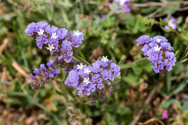 A planta Limonium sinuatum cresce de perto