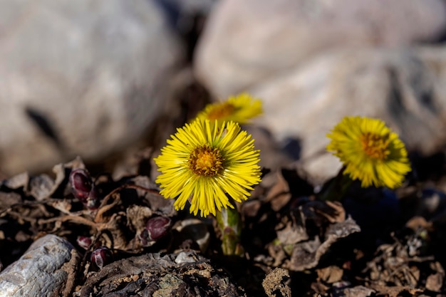 A planta medicinal coltsfoot Tussilago com flores amarelas cresce em close