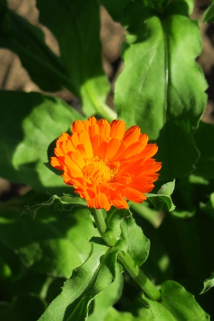 A planta medicinal da calêndula cresce em uma cama do jardim