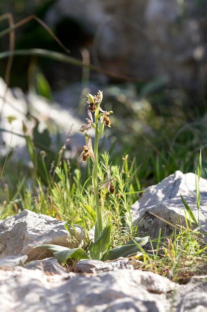 A planta Ophrys ferrumequinum com flores crescendo nas montanhas em um dia ensolarado de primavera closeup