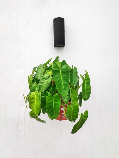 A planta ornamental Philodendron Rugosum exibida na parede é branca durante o dia