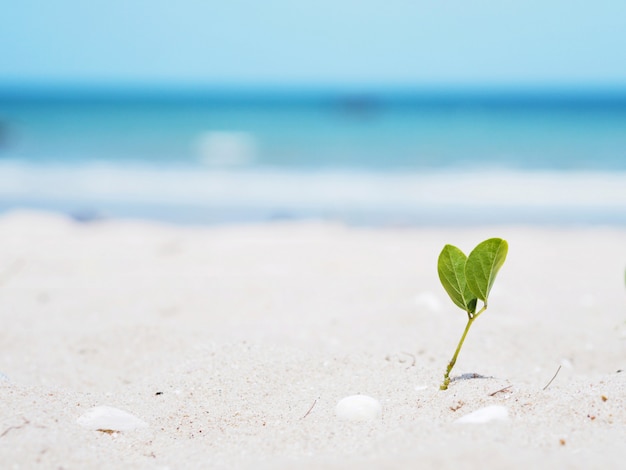 A planta pequena cresce com forma do coração da folha na praia.