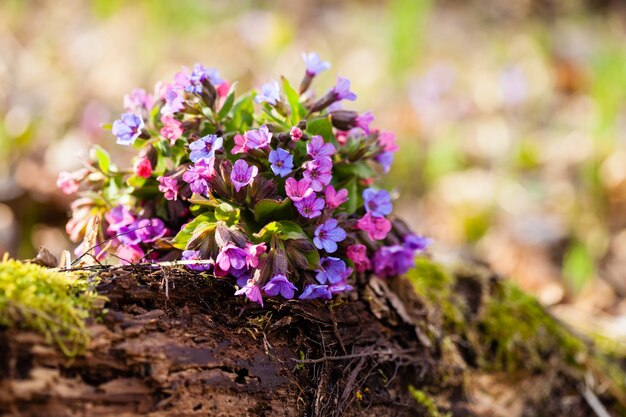 A planta perene perene do gênero Pulmonaria - buquê no tronco de madeira. Pulmão da primavera, lágrimas comuns de Maria ou gotas de leite de Nossa Senhora.