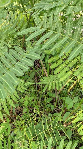 A planta petai ou mlanding é uma árvore anual tropical da tribo leguminosa, o petai-petaian
