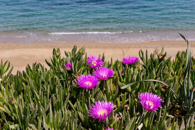 A planta suculenta Carpobrotus acinaciformis closeup