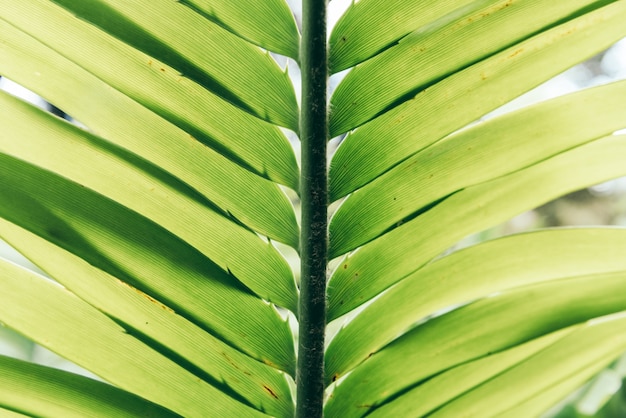 A planta verde deixa o fundo