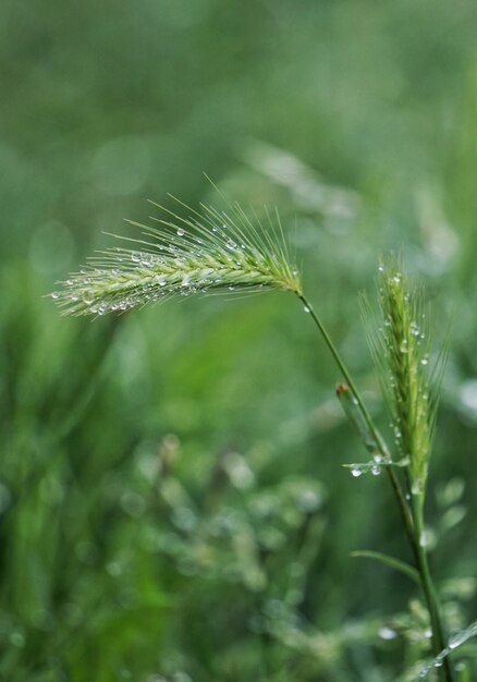 a planta verde