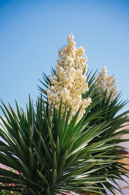 A planta Yucca filamentosa está em plena floração Flores brancas exóticas e longas folhas verdes Decoração do parque