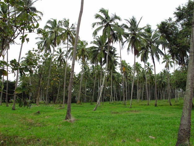 A plantação de abacaxi na pequena aldeia, Sri Lanka