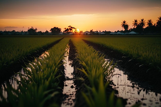 A plantação de arroz de Valência está fora de foco enquanto o sol se põe ao fundo