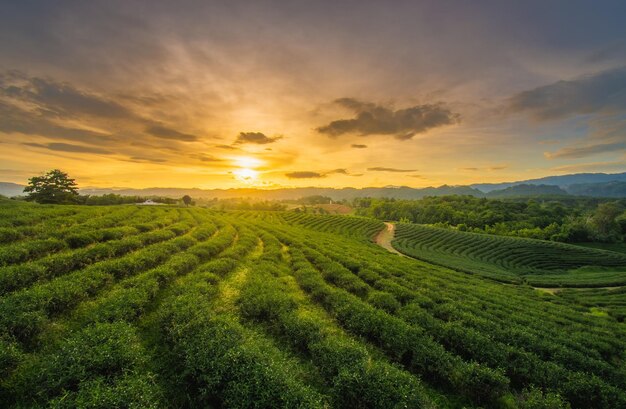 Foto a plantação de chá de chui fong é uma atração turística popular em chiang rai.