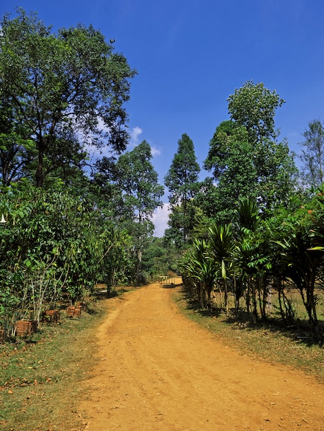 A plantação de chá no Laos