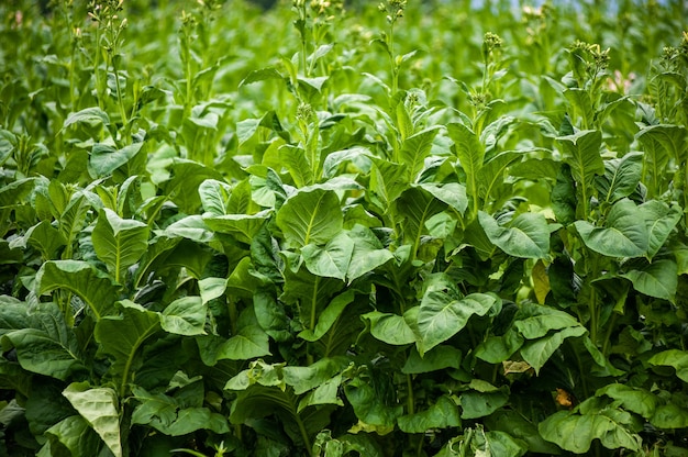 A plantação de tabaco no campo está crescendo