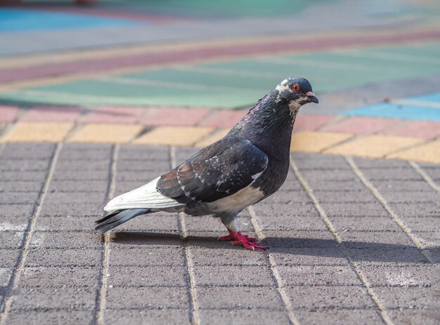 Foto a pomba está sentada na calçada.