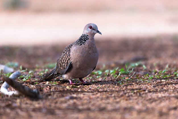 A pomba-tartaruga oriental ou pomba-ruiva é um membro da família das aves Columbidae