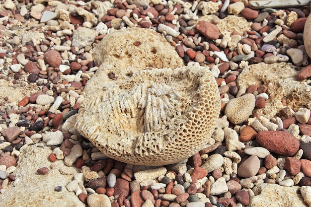 A praia Dihamri na ilha de Socotra Oceano Índico Iêmen