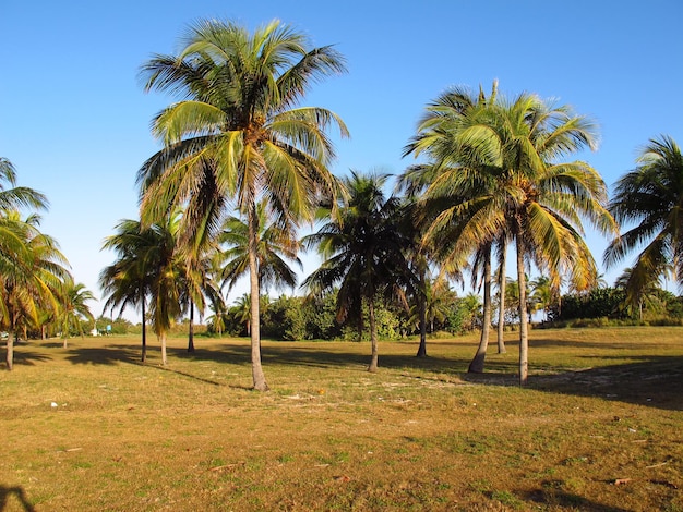 A praia do mar do caribe em havana, cuba