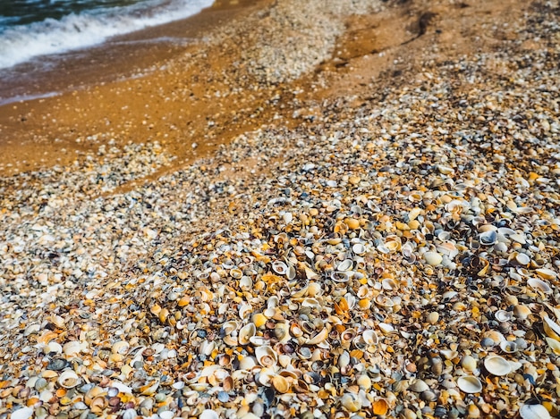 Foto a praia no mar de conchas. fundo de conchas do mar.