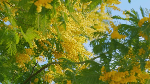 A primavera está chegando a mimosa flor do dia da mulher primavera natureza fundos floral primavera suave