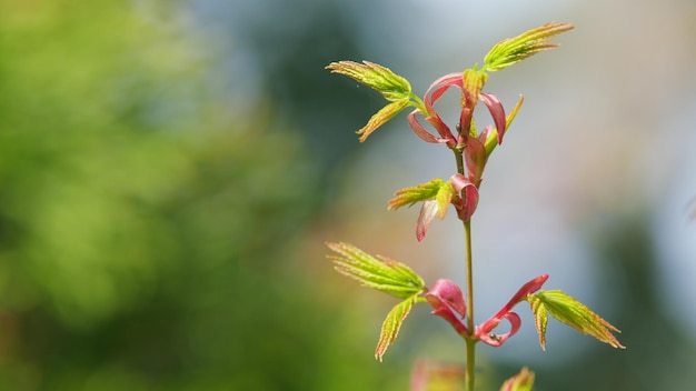 A primavera está chegando arbusto verde de bordo japonês ou árvore folhas de acer na luz solar foco seletivo