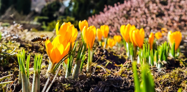 A primavera está chegando. Os primeiros açafrões amarelos no meu jardim em um dia ensolarado